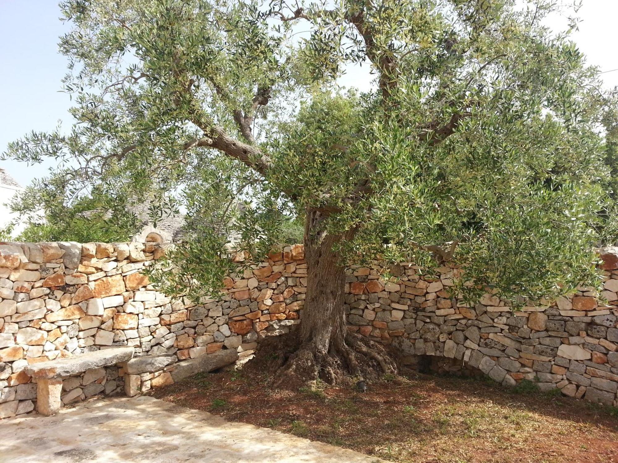 Almapetra Trulli Resort Locorotondo Eksteriør bilde